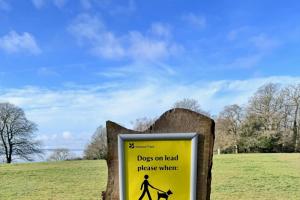 Dogs on leads